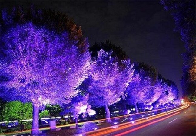 نورهای نوروزی خواب درختان بلوار کشاورز را گرفت نورهای نوروزی خواب درختان بلوار کشاورز را گرفت