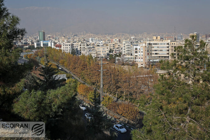 خشکی درختان پارکهای جنگلی تهران؛ بحران از دل زمین و هجوم از تنه درختان خشکی درختان پارکهای جنگلی تهران؛ بحران از دل زمین و هجوم از تنه درختان