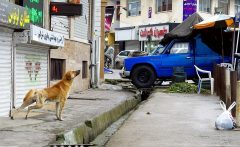 سگ‌گردانی؛ نه ممنوع، نه بی‌ضابطه