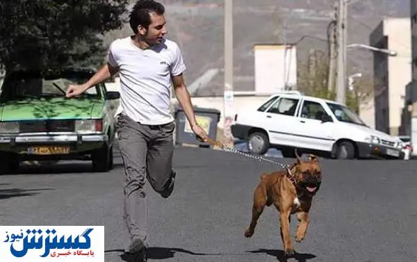شهر برای صاحبان سگ خانگی نا امن شد شهر برای صاحبان سگ خانگی نا امن شد