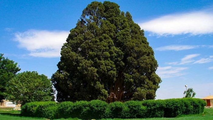 حیات پیرترین جاندار ایران به خطر افتاد؟ حیات پیرترین جاندار ایران به خطر افتاد؟