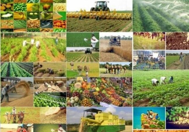هیچ آمار کاربردی دقیقی در کشاورزی نداریم!