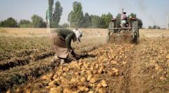 افزایش ۱۱ درصدی فروش جهانی سیب زمینی صادراتی در ۲۰۲۴؛ بازار اروپا داغ است