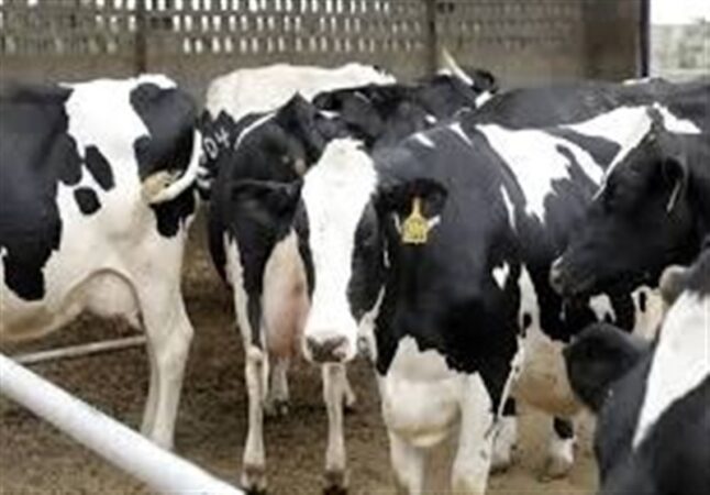 تب برفکی تولید شیر و گوشت را ۲۰ درصد کاهش داد
