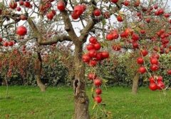 «نجات آب» ــ ۵۰ | مزایای مزرعه‌ها و باغ‌های چندکِِشتی و تنوع‌ در مزرعه