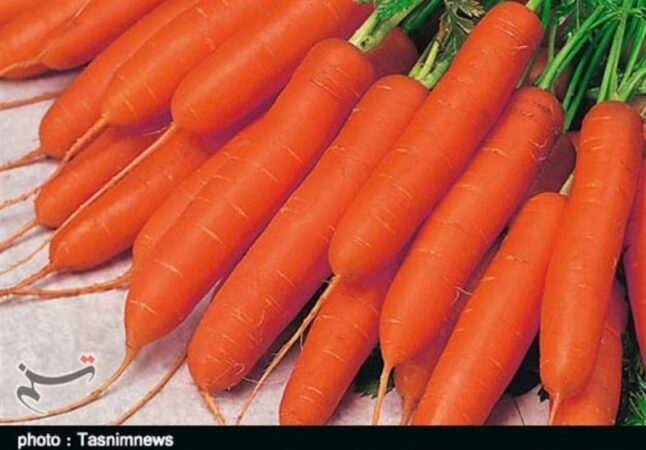 هسته‌ای در کشاورزی ــ ۶۲| اثر فناوری هسته‌ای در بهبود کیفیت «هویج»