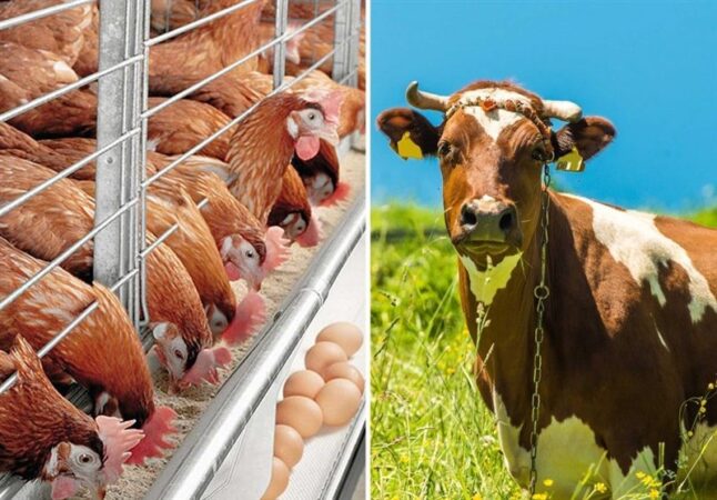 ۱۰۰ درصد سهمیه ذرت و جو و ۵۰ درصد سهمیه سویا آذر توزیع شد