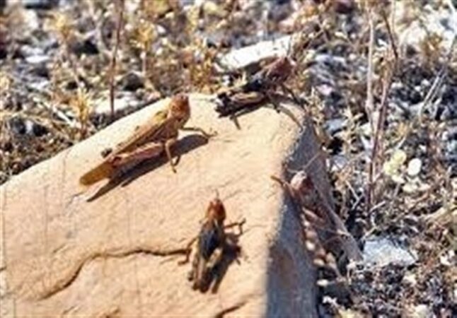 ۱۰۰ هزار هکتار از مزارع و باغات جنوب کشور در معرض حمله ملخ