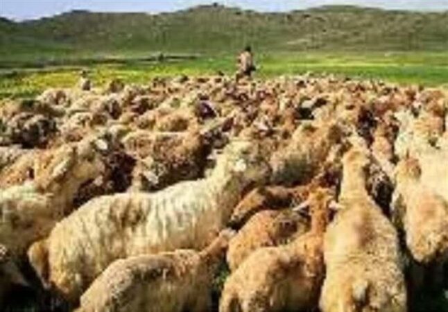 کنترل چرای دام در مناطق حساس آبی