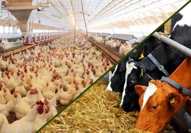 مشکل تأمین نهاده‌های اساسی ماه‌های اخیر رفع شد
