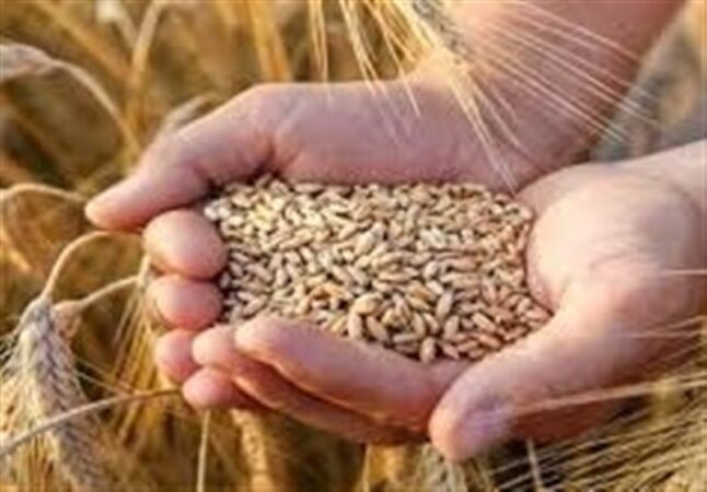 نرخ خرید تضمینی گندم بیشتر از ۴۲هزار تومان است
