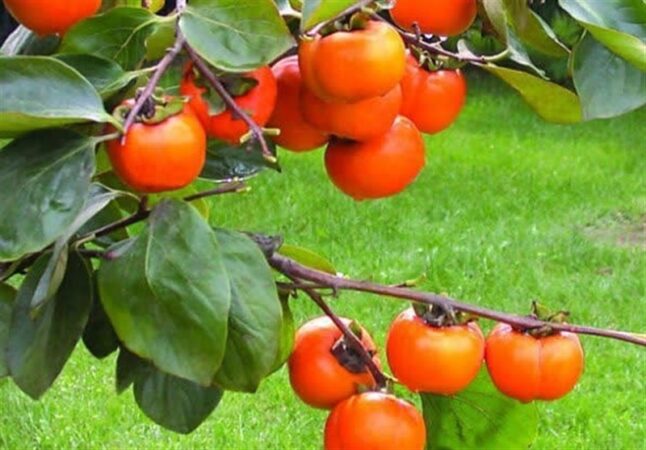هسته‌ای در کشاورزی ــ ۸۱ |اثر فناوری هسته‌ای در نگهداری «خرمالو»