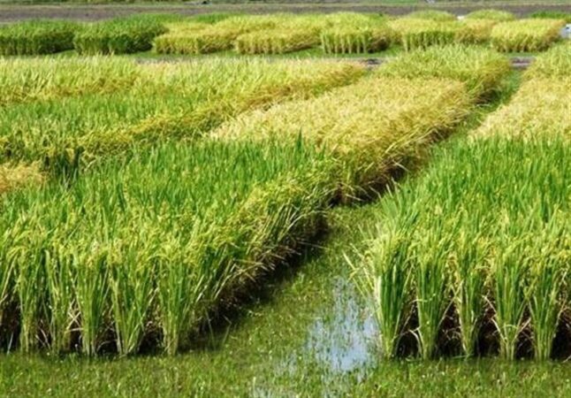 هسته‌ای در کشاورزی ــ ۸۳| کنترل کرم ساقه‌خوار برنج