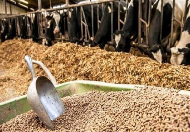 ترخیص بدون وقفه نهاده‌های دامی در بنادر با نظارت بهداشتی