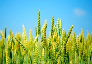 تولید ۱۲ میلیون تن گندم هدفگذاری شد