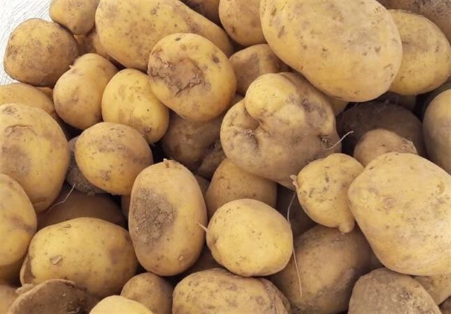 عرضه گسترده سیب زمینی تازه با قیمت ۵۰ هزار تومان آغاز شد