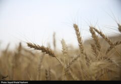 ارز واردات گندم دوباره ۲۸۵۰۰ تومان شد