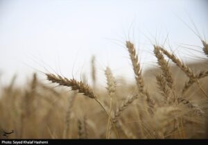ارز واردات گندم دوباره ۲۸۵۰۰ تومان شد