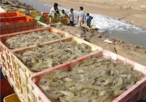 تولید میگو در کشور با رشد ۳۷ درصدی به رکورد جدید رسید