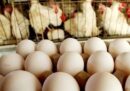 صادرات تخم مرغ ممنوع شد