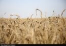 طرح اعتباری گندم برای کاهش فشار مالی گندمکاران اجرا شد