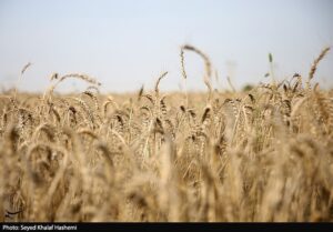 طرح اعتباری گندم برای کاهش فشار مالی گندمکاران اجرا شد