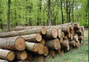 تخصیص پساب برای زراعت چوب در مناطق مستعد