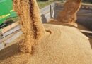 تولید داخل جایگزین ۴۰ درصد جو  وارداتی شد